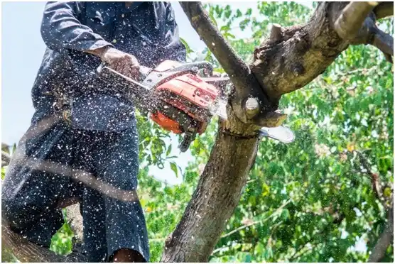 tree services Slaughterville